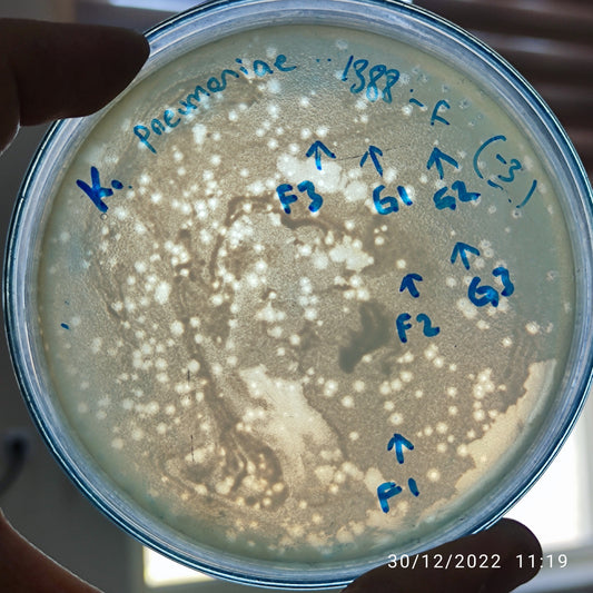 Klebsiella pneumoniae bacteriophage 181388F