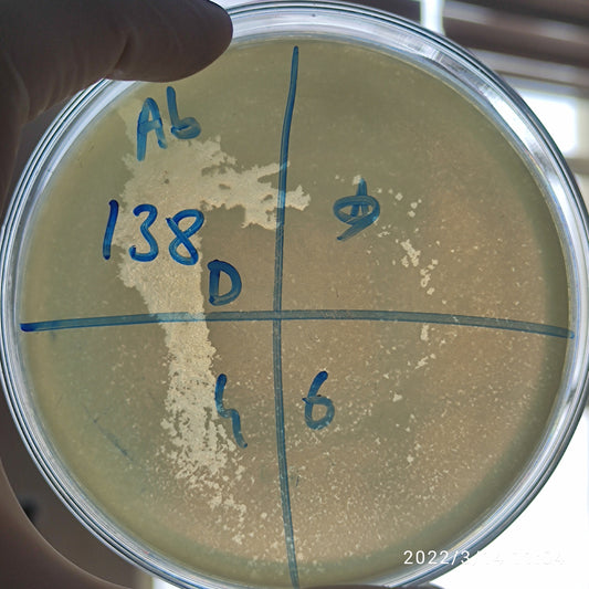 Acinetobacter baumannii bacteriophage 120138D