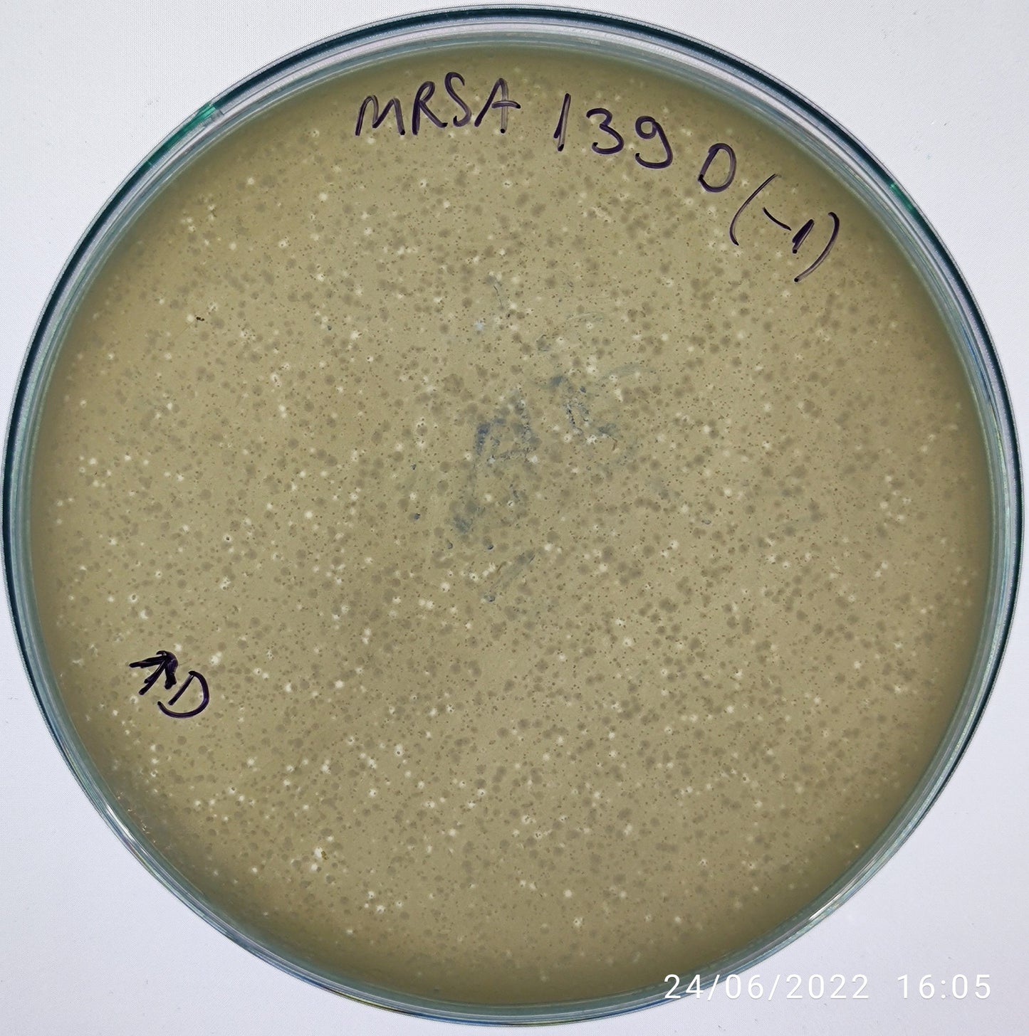 Staphylococcus aureus bacteriophage 150139D