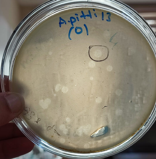 Acinetobacter pittii bacteriophage 128013D