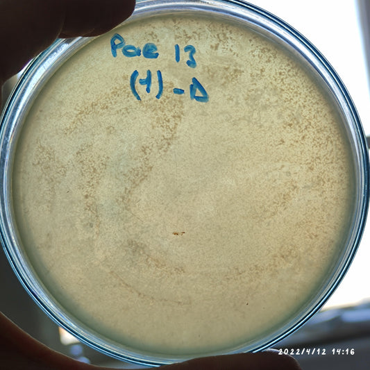 Pseudomonas aeruginosa bacteriophage 130013D