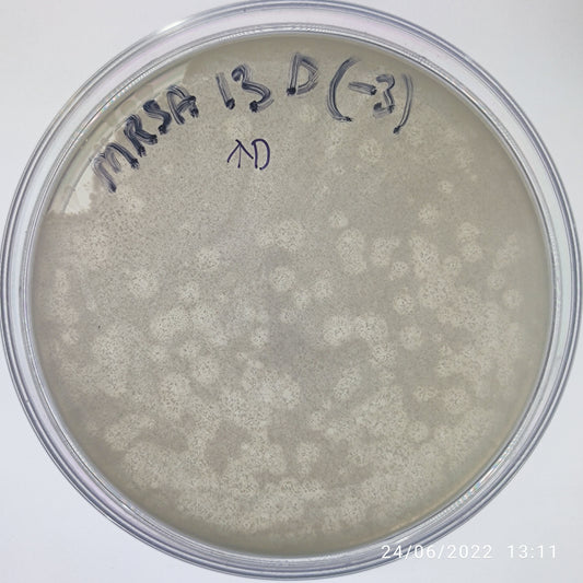 Staphylococcus aureus bacteriophage 150013D