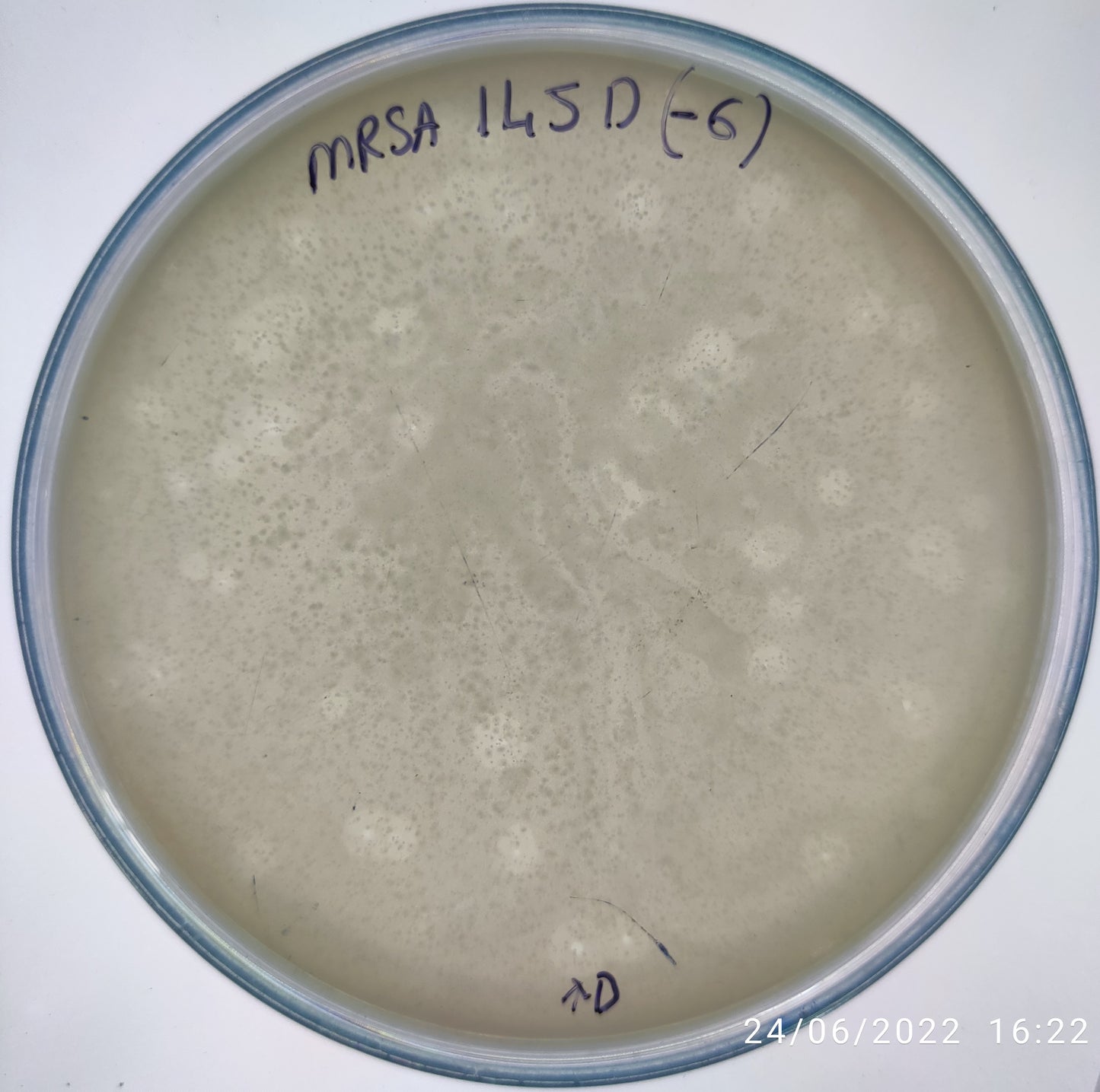 Staphylococcus aureus bacteriophage 150145D