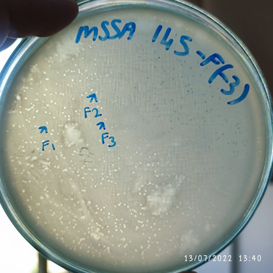 Staphylococcus aureus bacteriophage 152145F
