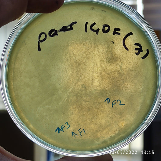 Pseudomonas aeruginosa bacteriophage 130140F