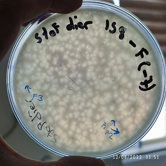 Staphylococcus haemolyticus bacteriophage 158158F