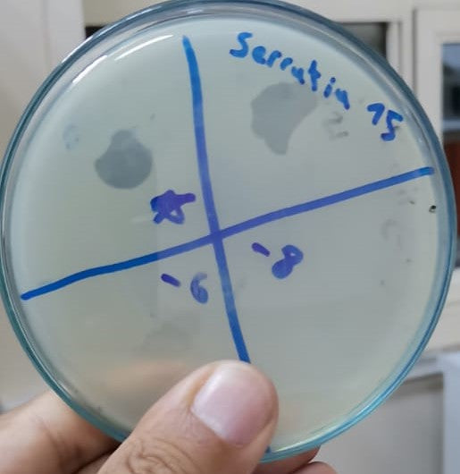Serratia marcescens bacteriophage 200079A