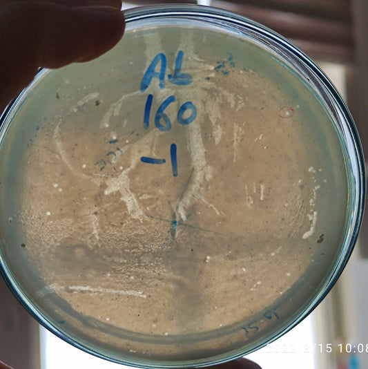Acinetobacter baumannii bacteriophage 120160D