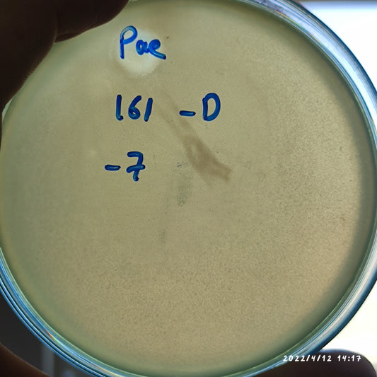 Pseudomonas aeruginosa bacteriophage 130161D