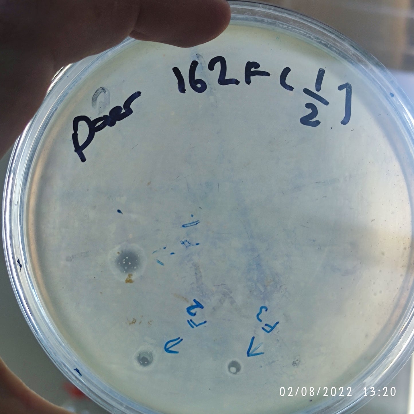 Pseudomonas aeruginosa bacteriophage 130162F