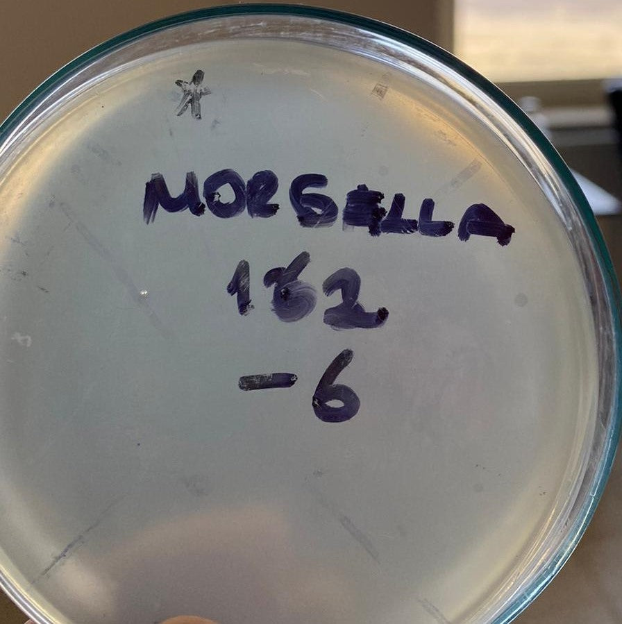 Morganella morganii bacteriophage 200162A