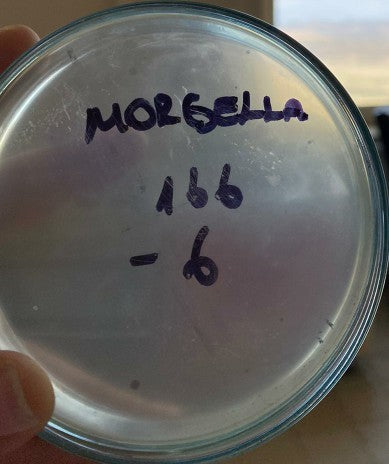 Morganella morganii bacteriophage 200166A