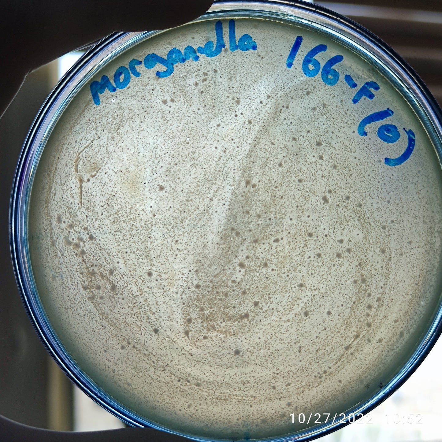 Morganella morganii bacteriophage 200166F