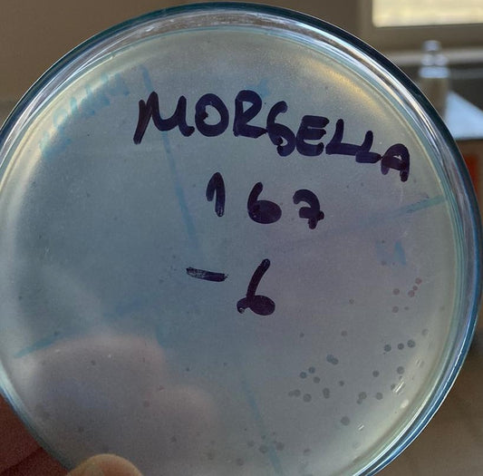 Morganella morganii bacteriophage 200167A