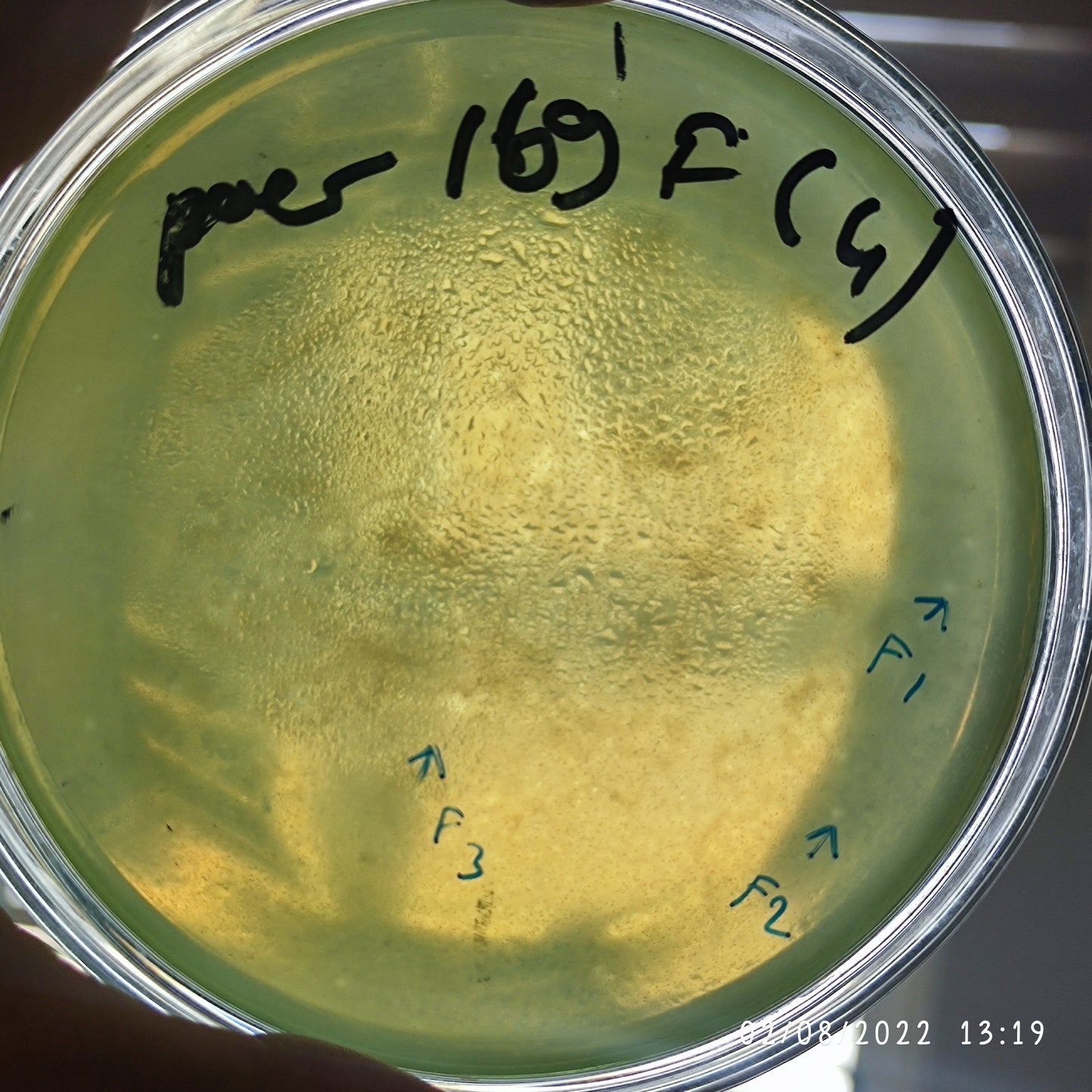 Pseudomonas aeruginosa bacteriophage 130169F