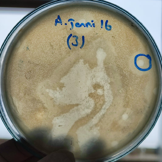 Acinetobacter junii bacteriophage 128016D
