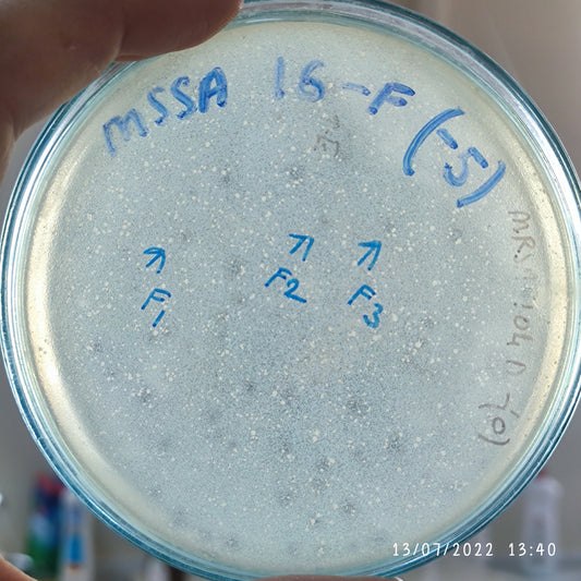 Staphylococcus aureus bacteriophage 152016F