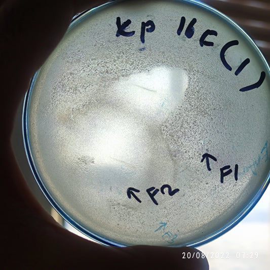 Klebsiella pneumoniae bacteriophage 180016F