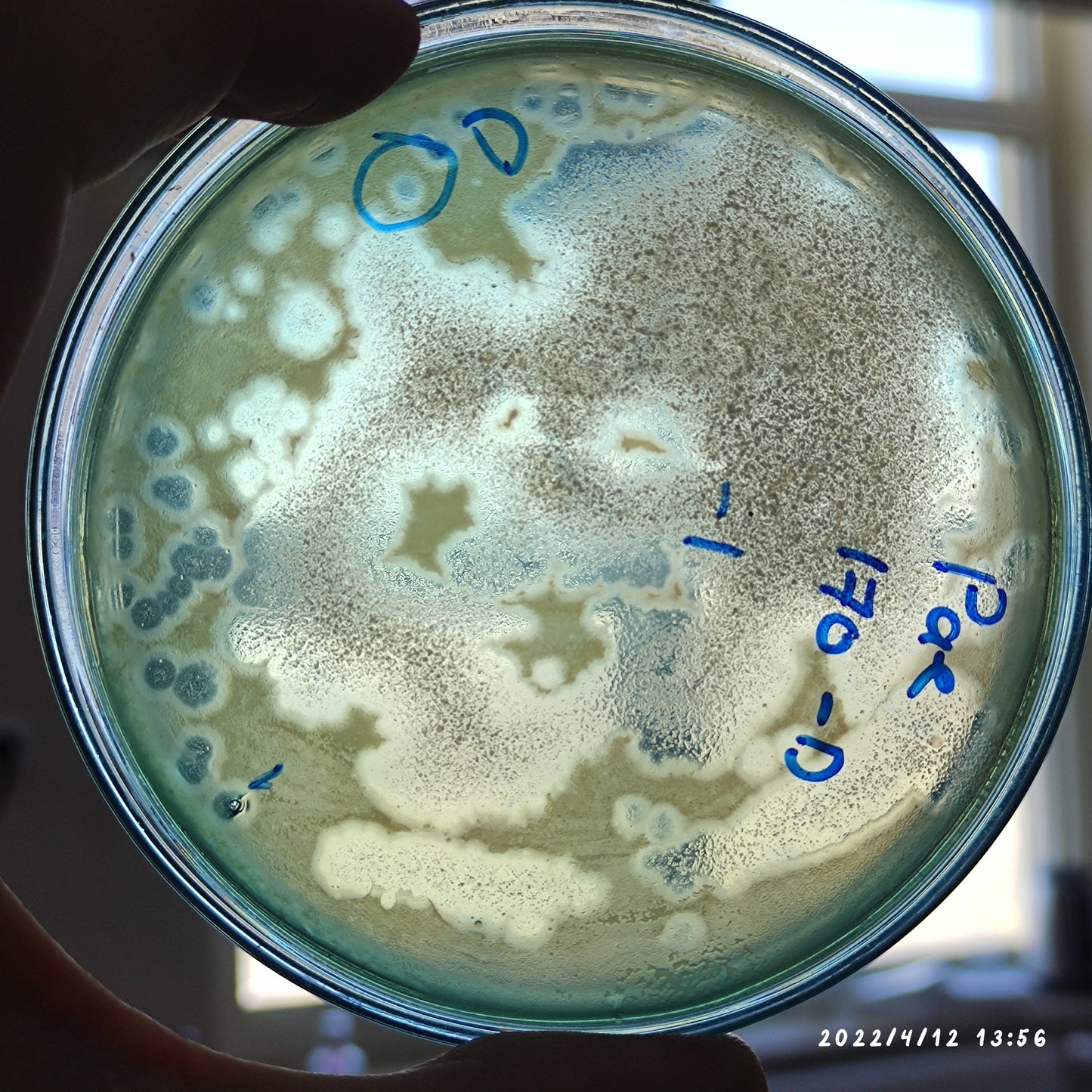 Pseudomonas aeruginosa bacteriophage 130170D