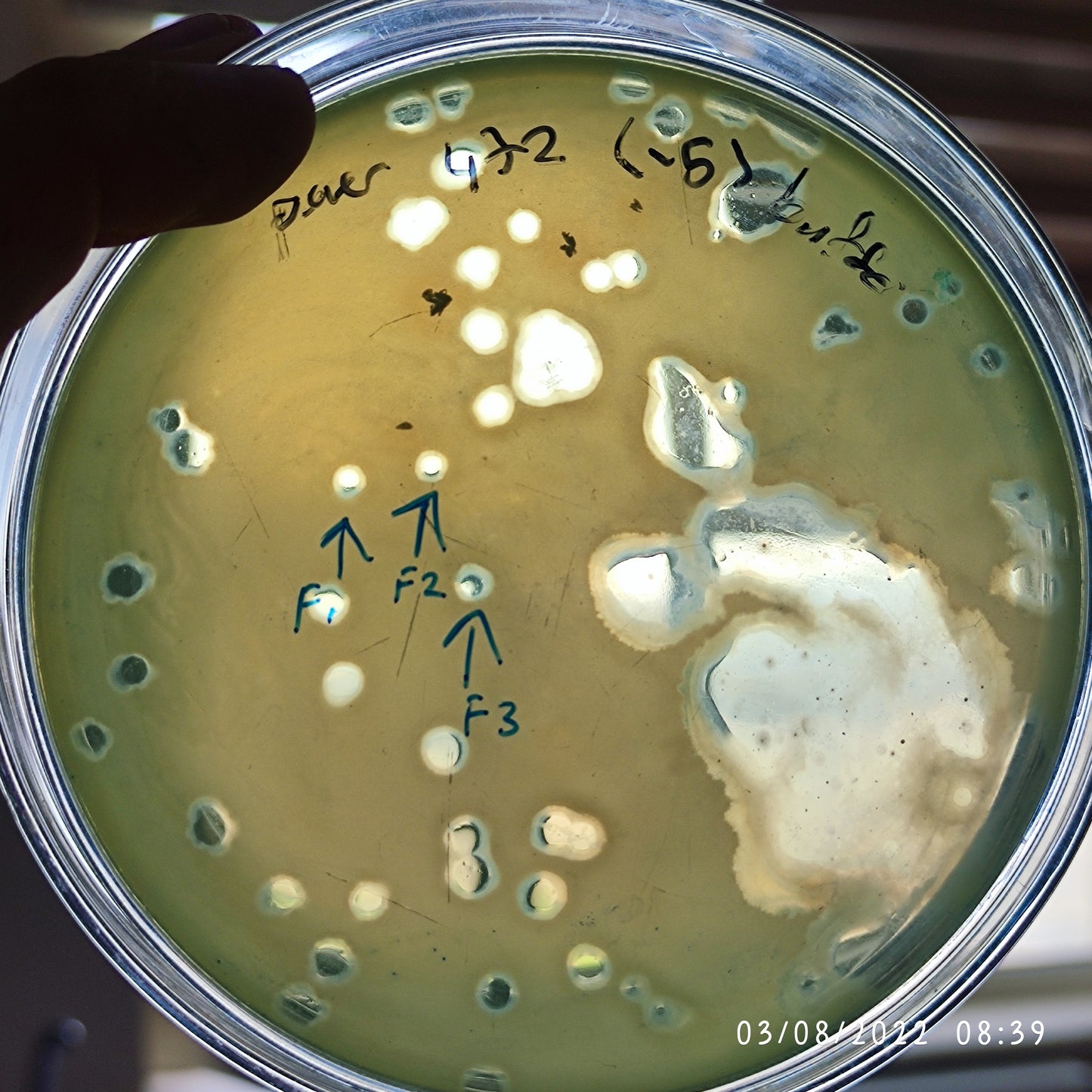 Pseudomonas aeruginosa bacteriophage 130472F