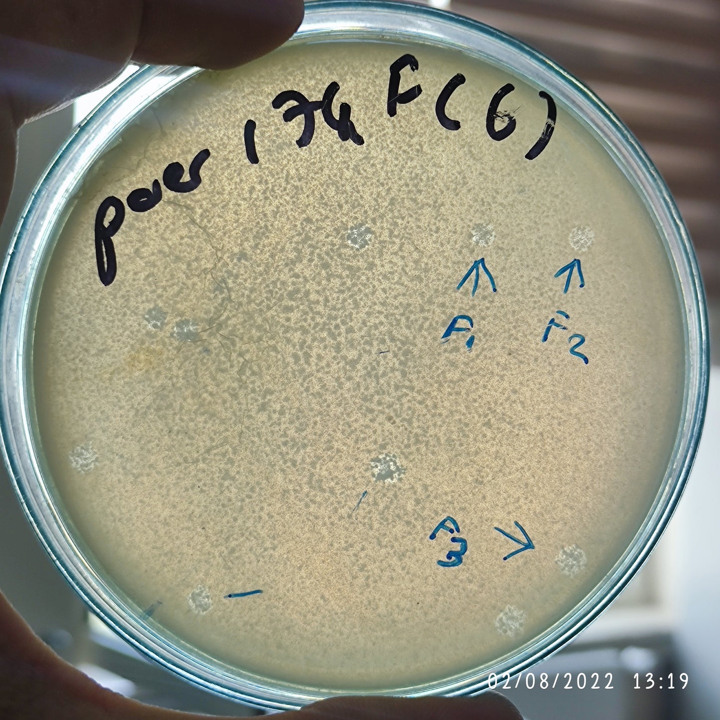 Pseudomonas aeruginosa bacteriophage 130174F