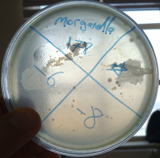 Morganella morganii bacteriophage 200178A