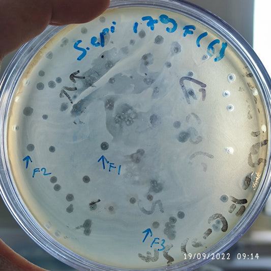 Staphylococcus epidermidis bacteriophage 158179F