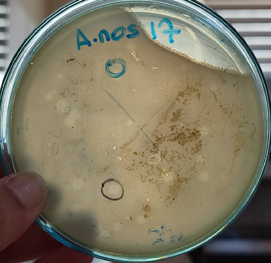 Acinetobacter nosocomialis bacteriophage 128017D