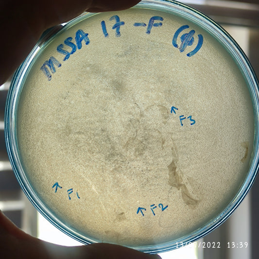 Staphylococcus aureus bacteriophage 152017F