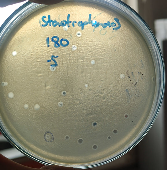 Stenotrophomonas maltophilia bacteriophage 200180D