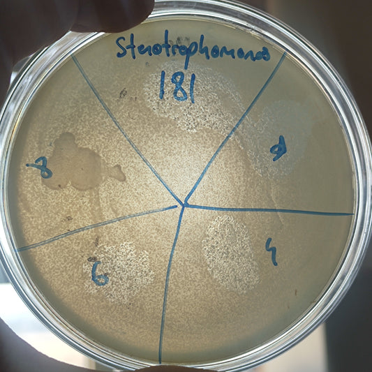 Stenotrophomonas maltophilia bacteriophage 200181D