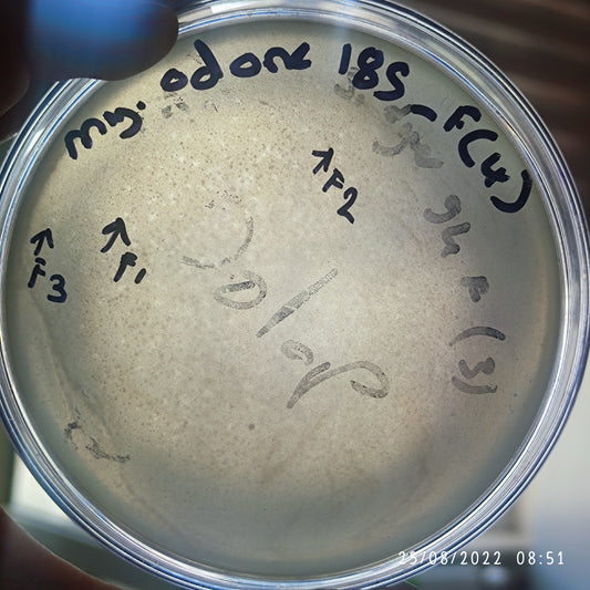 Myroides odoratimimus bacteriophage 200185F