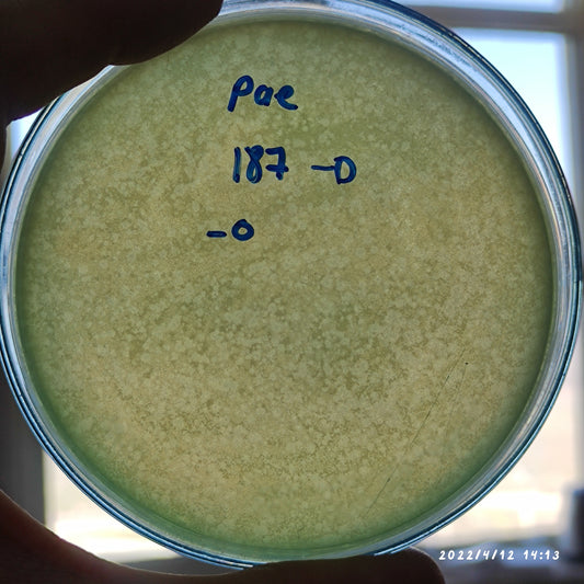 Pseudomonas aeruginosa bacteriophage 130187D