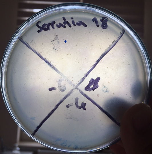 Serratia marcescens bacteriophage 200082A