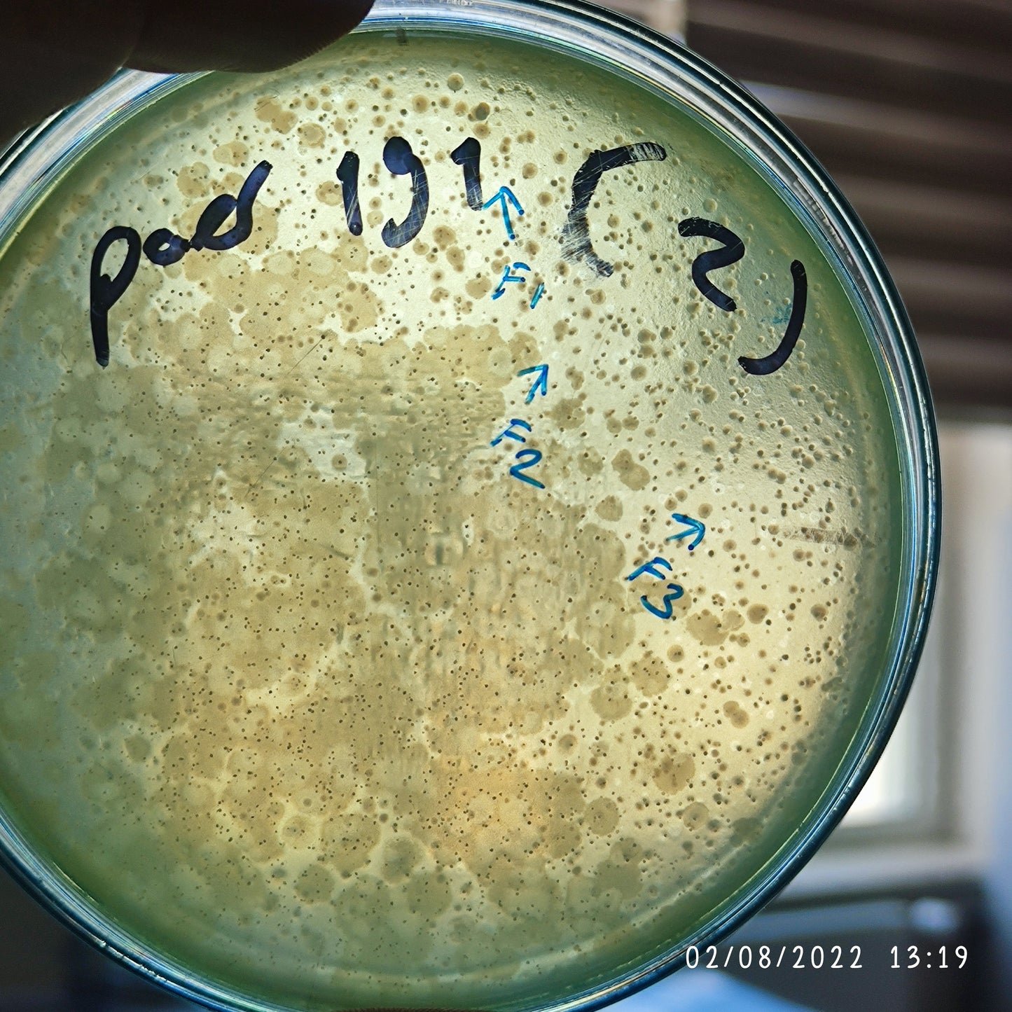 Pseudomonas aeruginosa bacteriophage 130191F