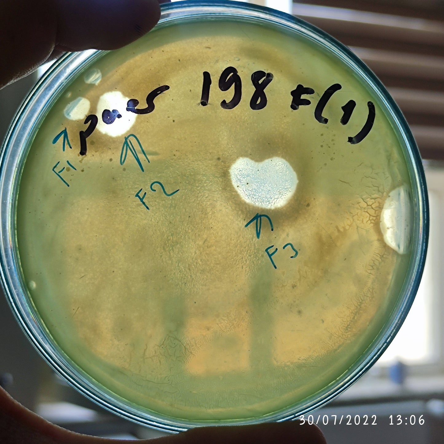 Pseudomonas aeruginosa bacteriophage 130198F