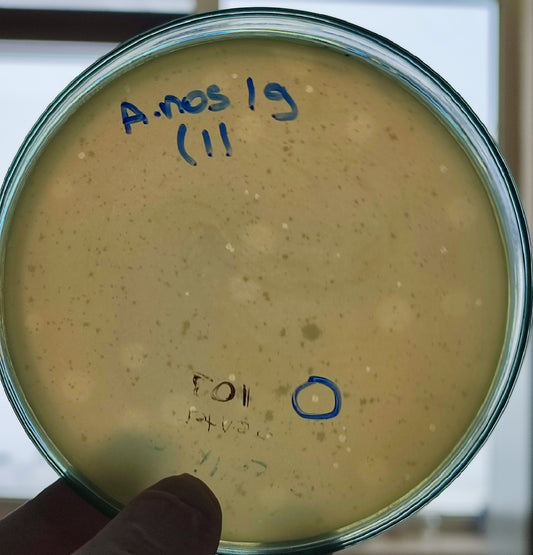 Acinetobacter nosocomialis bacteriophage 128019D