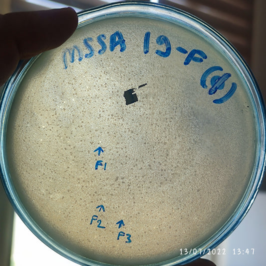 Staphylococcus aureus bacteriophage 152019F