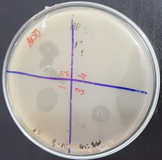 Acinetobacter baumannii bacteriophage 120050A
