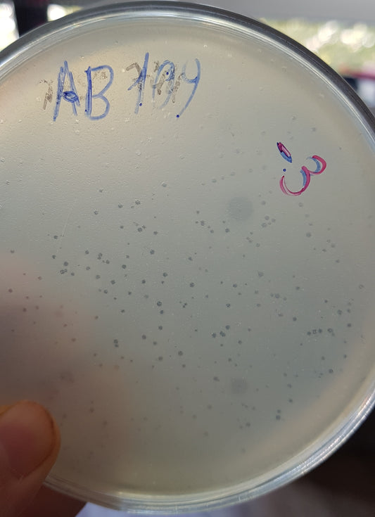 Acinetobacter baumannii bacteriophage 120109A