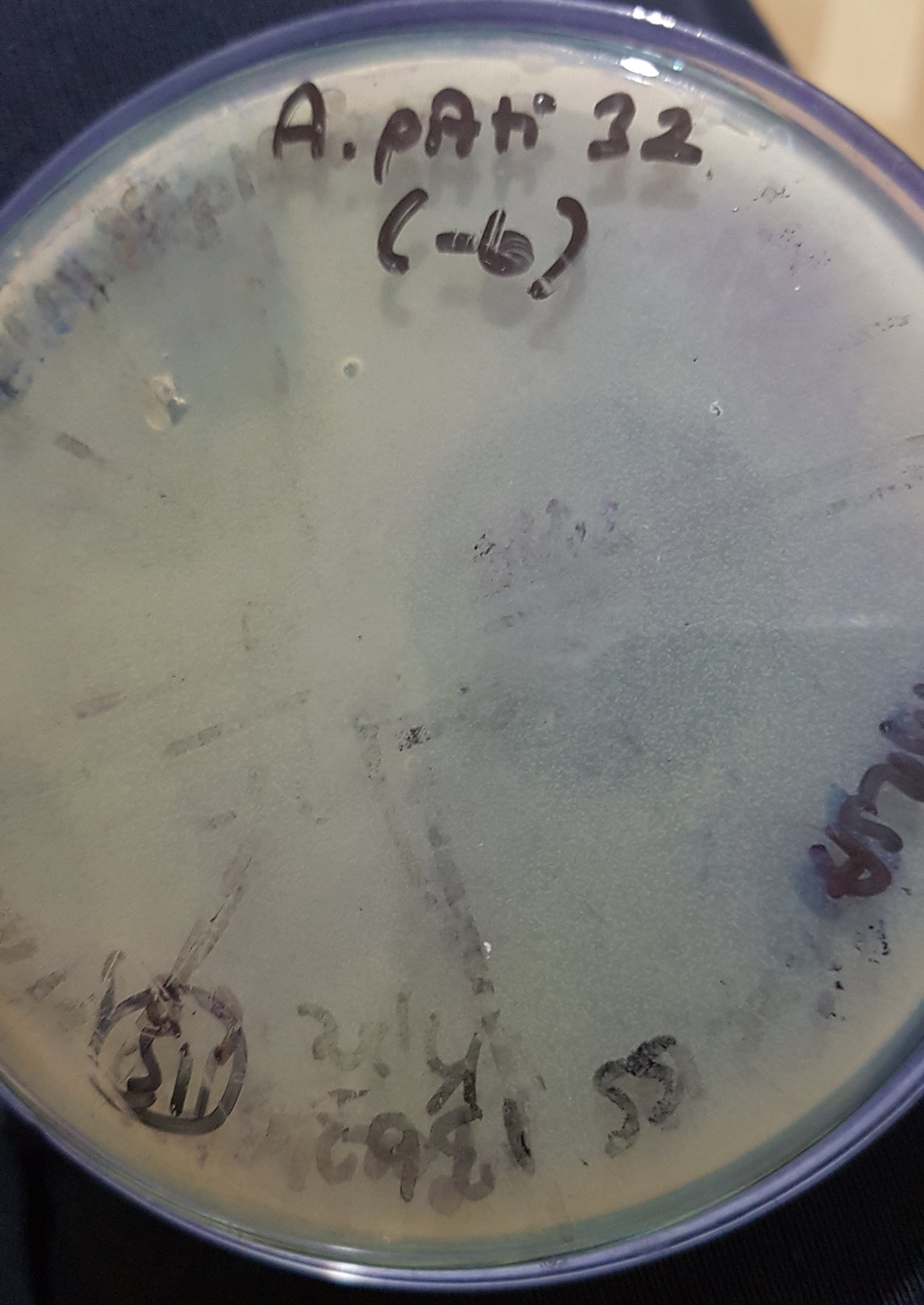 Acinetobacter pittii bacteriophage 128032A