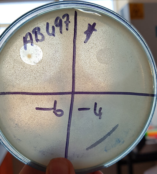 Acinetobacter baumannii bacteriophage 120497A