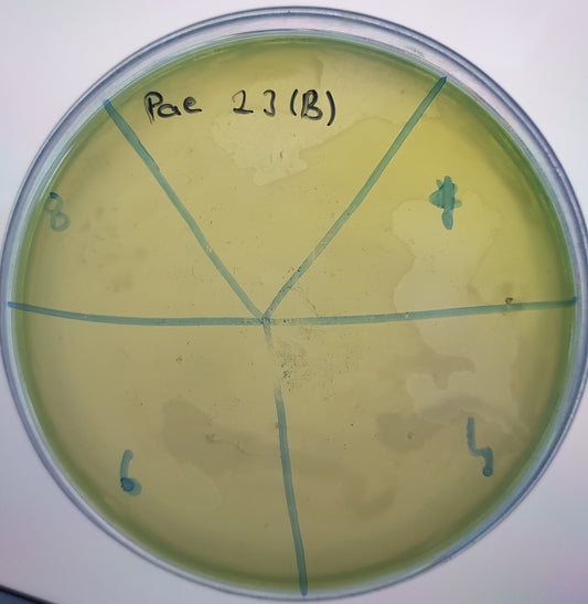 Pseudomonas aeruginosa bacteriophage 130023B