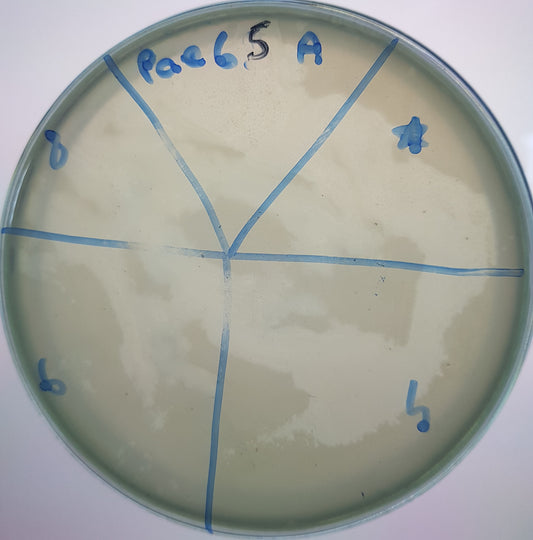 Pseudomonas aeruginosa bacteriophage 130065A