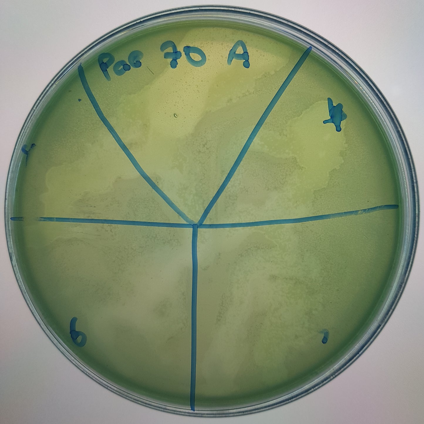 Pseudomonas aeruginosa bacteriophage 130070A