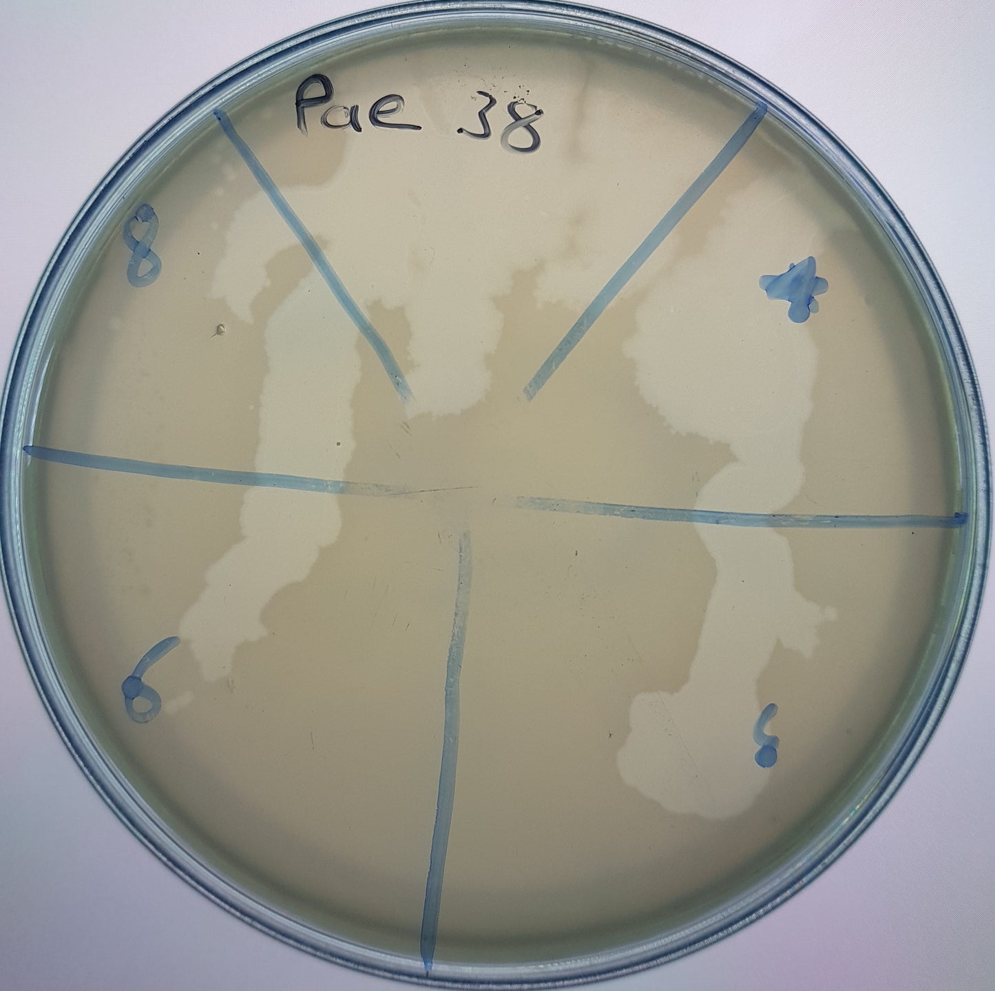 Pseudomonas aeruginosa bacteriophage 130038A