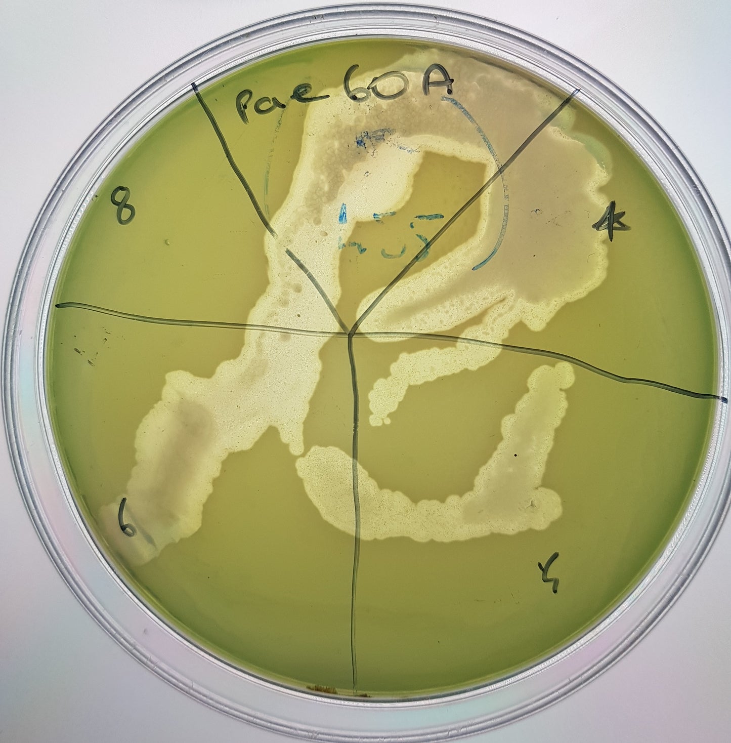 Pseudomonas aeruginosa bacteriophage 130060A