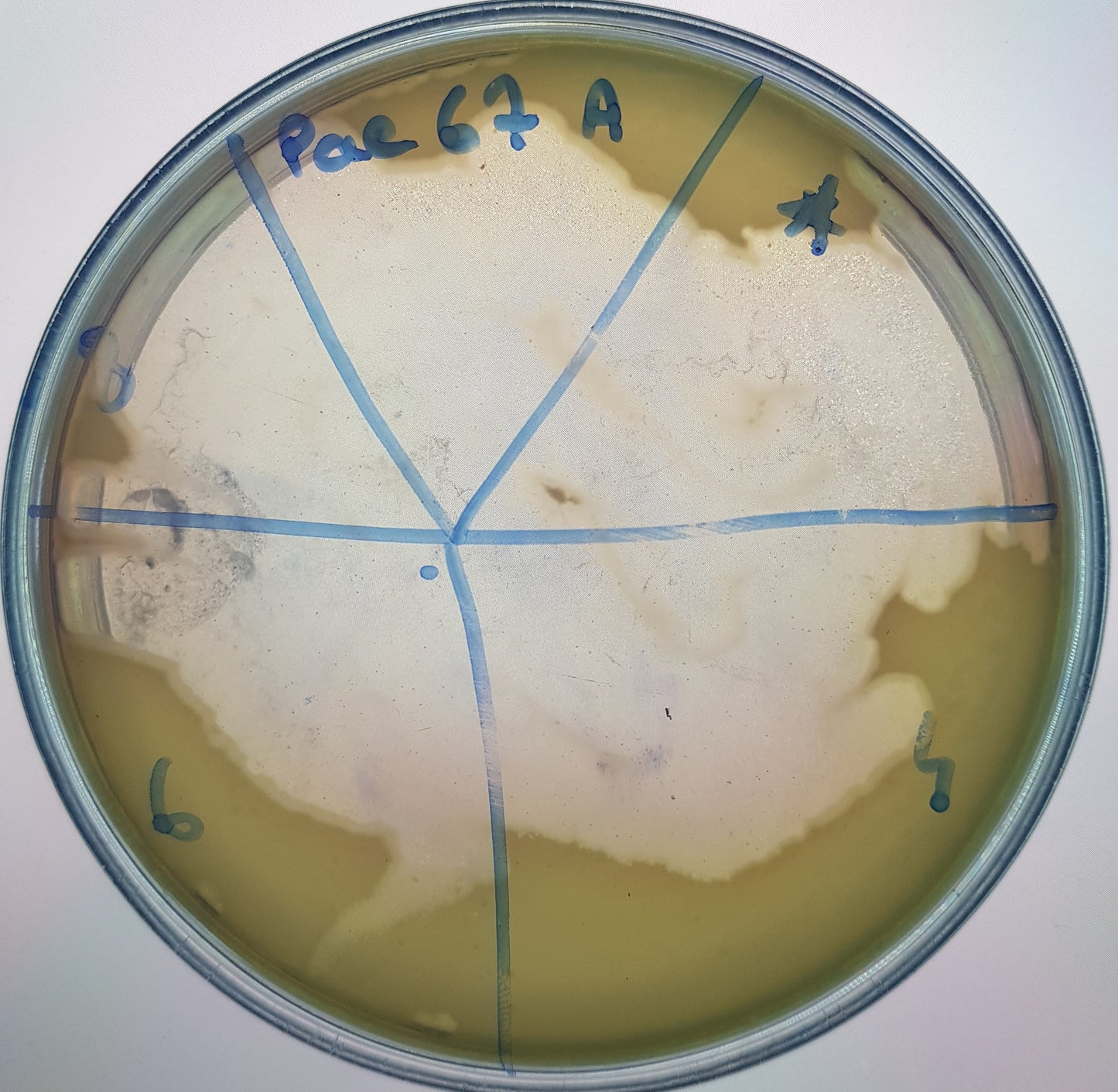 Pseudomonas aeruginosa bacteriophage 130067A