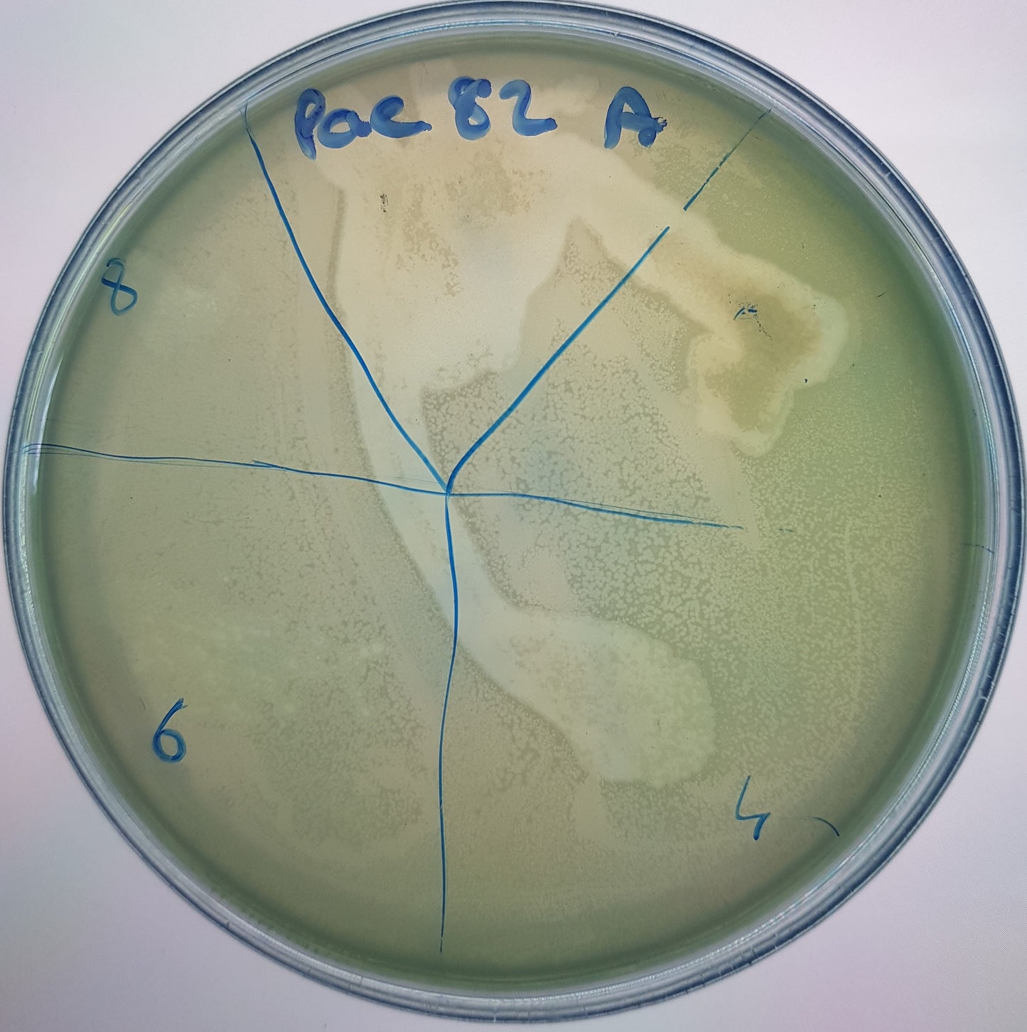 Pseudomonas aeruginosa bacteriophage 130082A