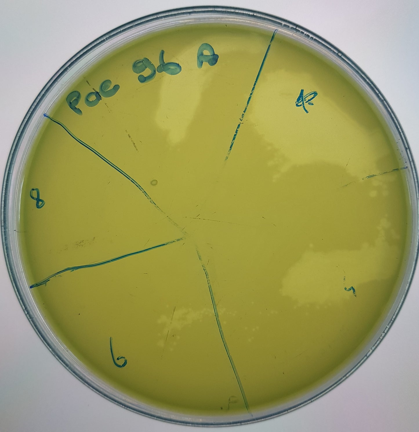 Pseudomonas aeruginosa bacteriophage 130096A